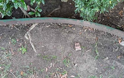 Photo of James W.'s yard after getting landscaping in Plano, TX