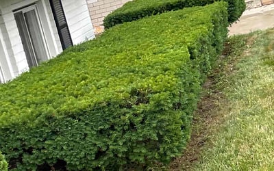Photo of Lisa J.'s yard after getting lawn care in Livonia, MI