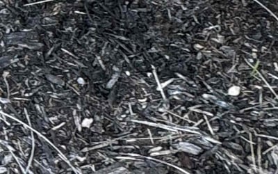 Photo of Vanessa G.'s yard after getting landscaping in Fulton, NY