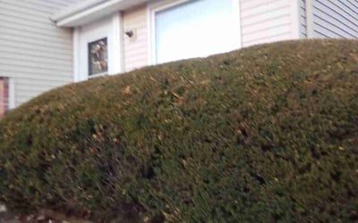 Photo of Michelle F.'s yard after getting landscaping in Cameron, MO