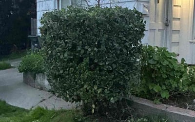 Photo of Lynda E.'s yard after getting tree care in Sunnyvale, CA