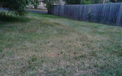 Photo of Steve H.'s yard after getting tree care in Cambridge, MN