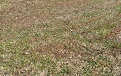 Photo of Daniel C.'s yard after getting landscaping in Mc Connells, SC