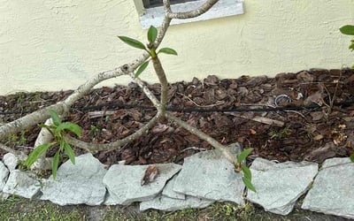 Photo of Karen W.'s yard after getting landscaping in Punta Gorda, FL