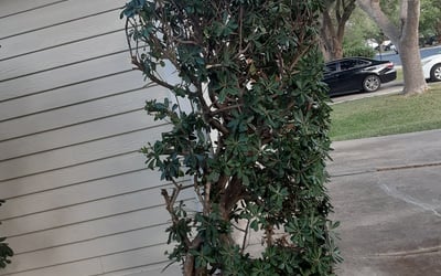 Photo of Matthew P.'s yard after getting landscaping in Saint Hedwig, TX