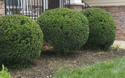 Photo of Melissa C.'s yard after getting landscaping in Chester, VA