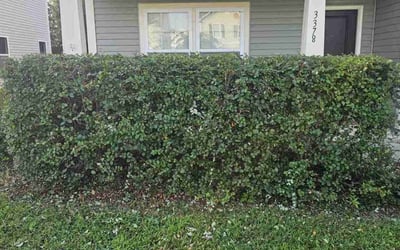 Photo of Ashley J.'s yard after getting tree care in Monroe, NC