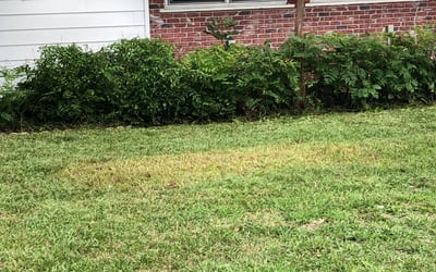 Photo of Leonardo S.'s yard after getting tree care in Winter Haven, FL