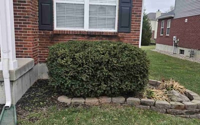 Photo of Barbara H.'s yard after getting tree care in Lebanon, OH