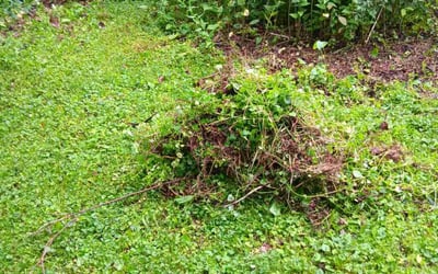 Photo of Ellen J.'s yard after getting landscaping in Mc Farland, WI