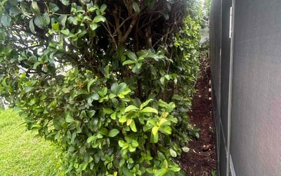 Photo of Sandra G.'s yard after getting landscaping in Clermont, FL