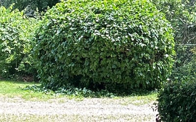 Photo of William H.'s yard after getting landscaping in Topeka, KS