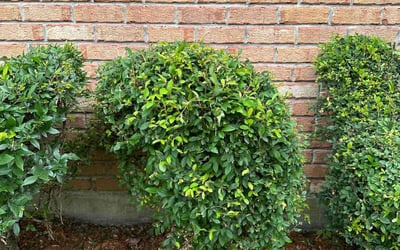 Photo of Jeffery B.'s yard after getting landscaping in La Place, LA