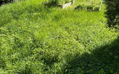 Photo of Sam C.'s yard after getting landscaping in Wilmore, KY
