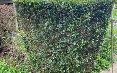 Photo of Lance T.'s yard after getting landscaping in Arnold, MD