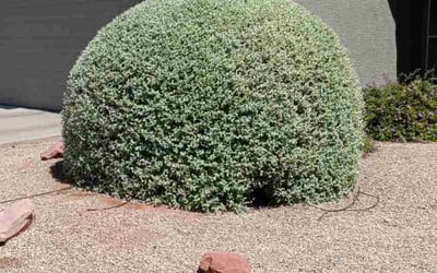 Photo of James C.'s yard after getting landscaping in Red Rock, AZ