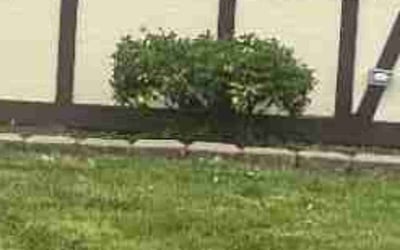 Photo of Carl B.'s yard after getting landscaping in Elyria, OH