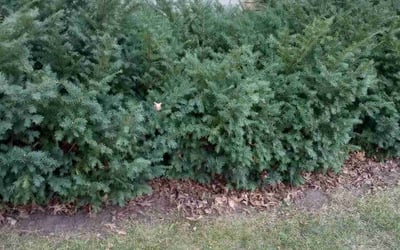 Photo of Frederick M.'s yard after getting landscaping in Cokato, MN