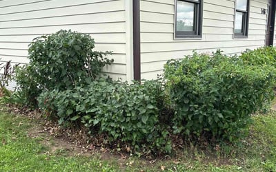 Photo of Roger S.'s yard after getting landscaping in Cedar Rapids, IA