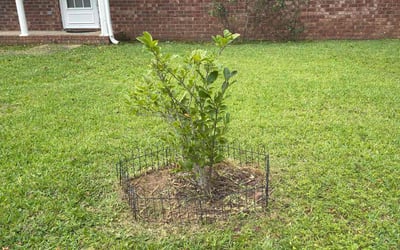 Photo of Judith C.'s yard after getting landscaping in Molino, FL