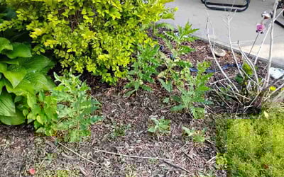 Photo of Stacey M.'s yard after getting landscaping in Fishers, IN