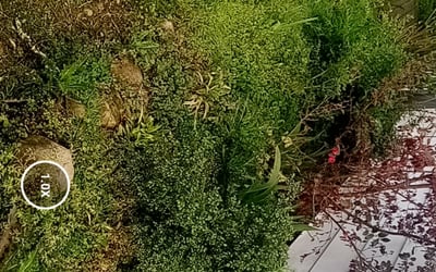 Photo of Kate B.'s yard after getting landscaping in Buchanan, GA