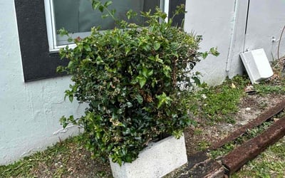 Photo of Bill D.'s yard after getting landscaping in Tampa, FL