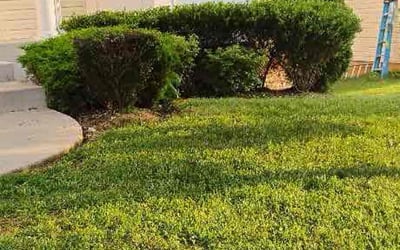 Photo of Maria G.'s yard after getting landscaping in Aberdeen, MD