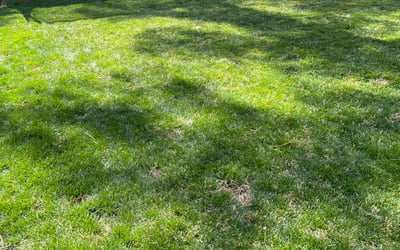 Photo of Johanna C.'s yard after getting landscaping in Glen Allen, VA