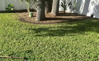 Photo of Jean L.'s yard after getting tree care in Palm Coast, FL