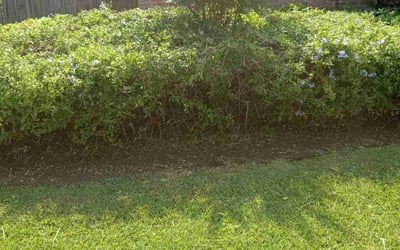 Photo of Penny L.'s yard after getting landscaping in Belle Chasse, LA