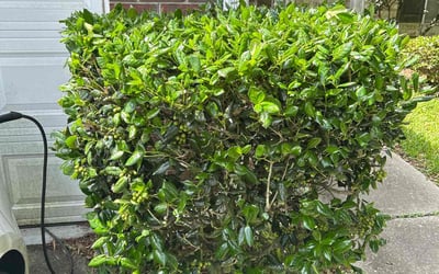 Photo of George S.'s yard after getting landscaping in Charleston, SC