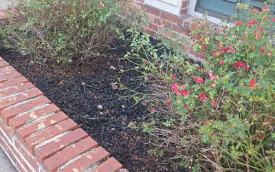 Photo of Lauren M.'s yard after getting landscaping in Lafayette, LA