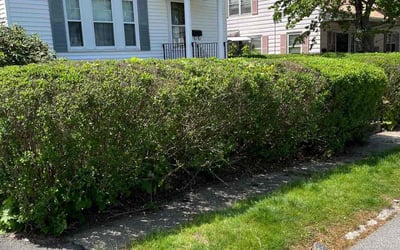 Photo of Jeff L.'s yard after getting landscaping in Holliston, MA