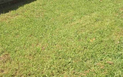 Photo of Nancy H.'s yard after getting tree care in Williamsburg, VA