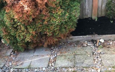 Photo of Angelica R.'s yard after getting tree care in North Bend, WA