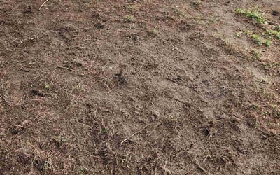 Photo of Jemila A.'s yard after getting tree care in Grand Rapids, MI