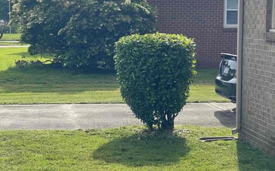 Photo of Michael F.'s yard after getting landscaping in Diggs, VA