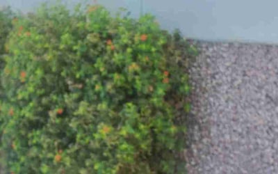 Photo of Michael B.'s yard after getting landscaping in Cashion, AZ