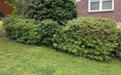 Photo of Jessica C.'s yard after getting landscaping in Atlanta, GA