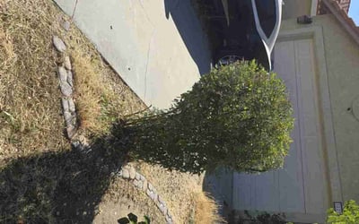Photo of Tamara J.'s yard after getting landscaping in Hemet, CA