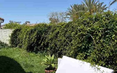 Photo of Jarrod B.'s yard after getting lawn care in Camarillo, CA