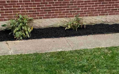 Photo of Joshua T.'s yard after getting landscaping in Elmer, NJ