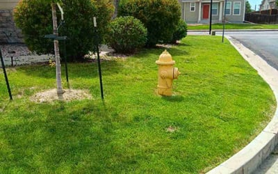 Photo of Nichole T.'s yard after getting lawn care in Peyton, CO