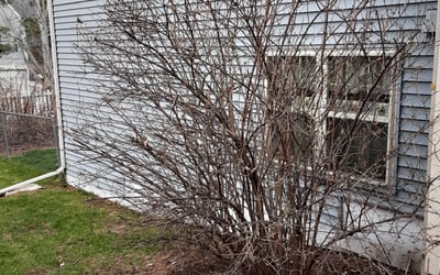 Photo of Chris C.'s yard after getting landscaping in Monroe, WI