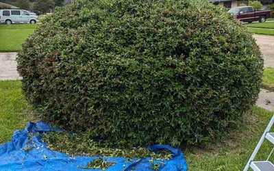Photo of Ashley M.'s yard after getting landscaping in Port Allen, LA
