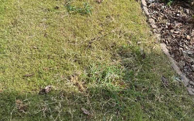 Photo of Jeanette M.'s yard after getting landscaping in Redan, GA