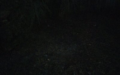 Photo of Rebecca F.'s yard after getting landscaping in Sanderson, FL