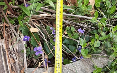 Photo of Kimberly W.'s yard after getting landscaping in Mc Cordsville, IN