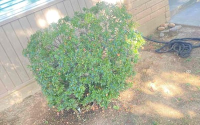 Photo of Michele B.'s yard after getting landscaping in Sacramento, CA